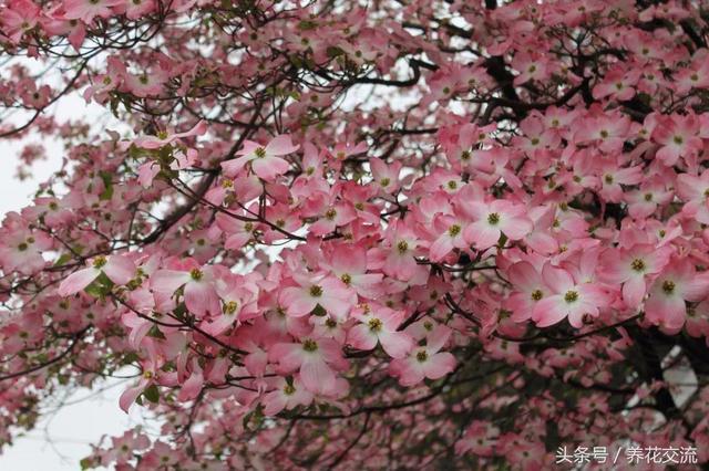 【灌木】6种容易养护的开花灌木，在院子里，春夏都能看到灿烂的花
